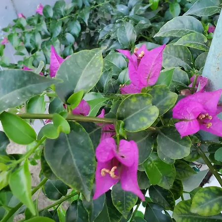 Villa Unique Traditional House, Hosted By J&g *