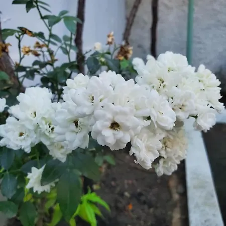 Unique Traditional House, Hosted By J&g Villa *