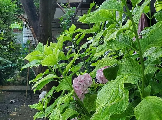 Unique Traditional House, Hosted By J&g Tirana