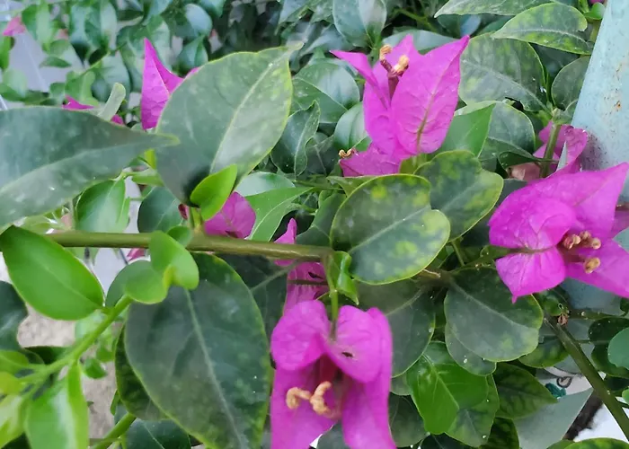 Villa Unique Traditional House, Hosted By J&g *